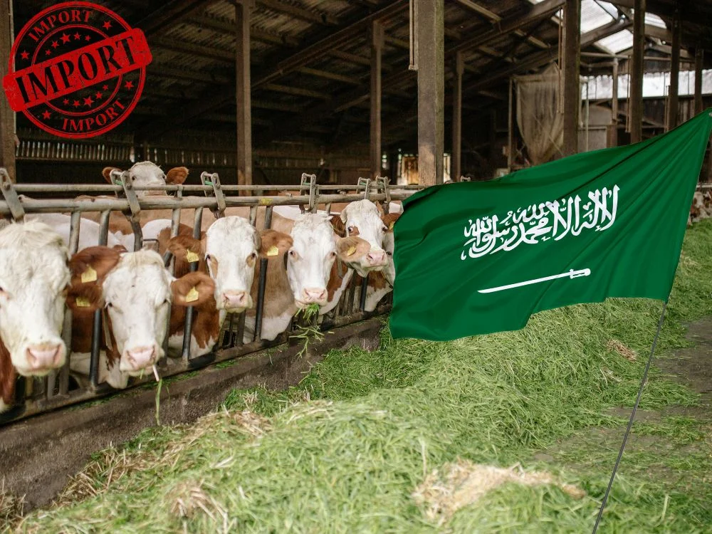 كيف تحدد السعودية الدول المسموح استيراد المواشي منها