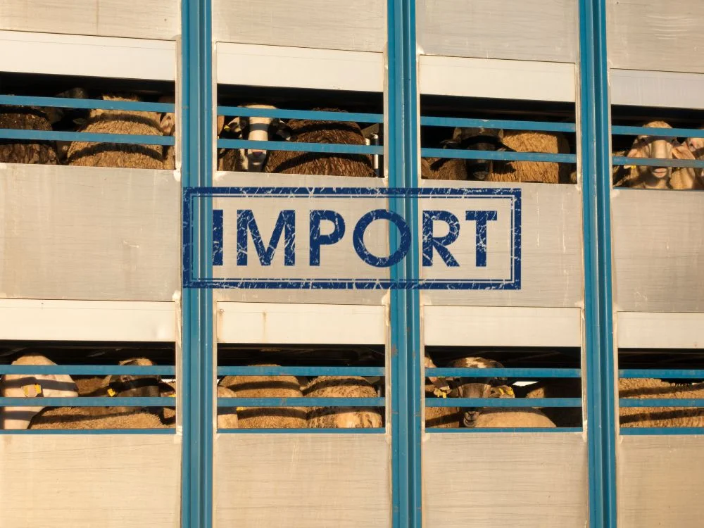 أفضل شركات استيراد المواشي في مصر أفضل شركات استيراد المواشي في مصر