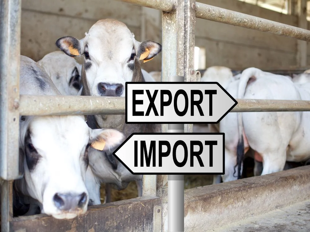 أفضل مزارع وشركات المواشي في مصر أفضل مزارع وشركات المواشي في مصر