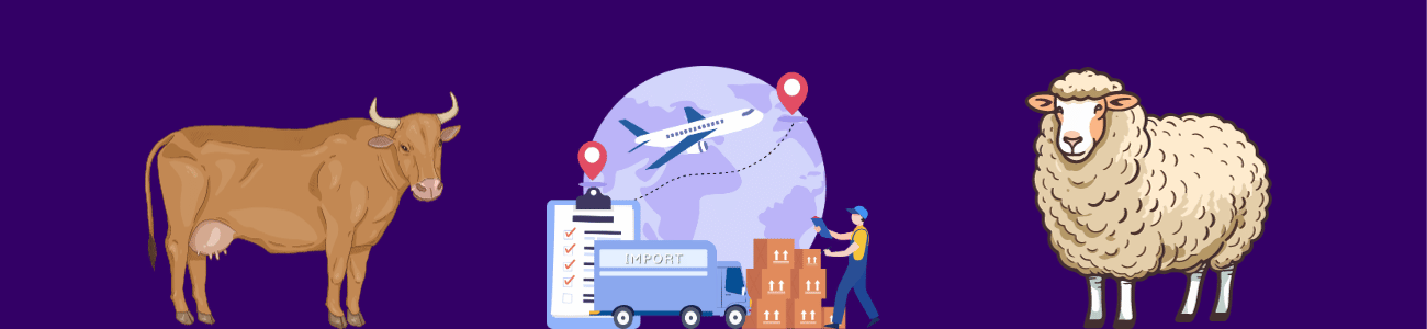 استيراد الماشية استيراد الماشية