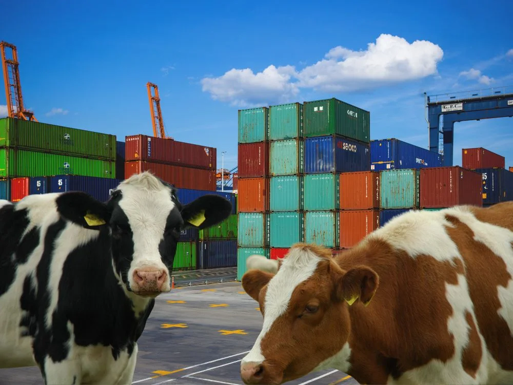 الدول المسموح استيراد المواشي منها الدول المسموح استيراد المواشي منها