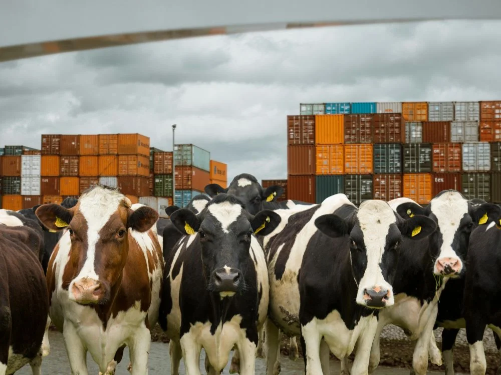 شركات استيراد المواشي في مصر شركات استيراد المواشي في مصر