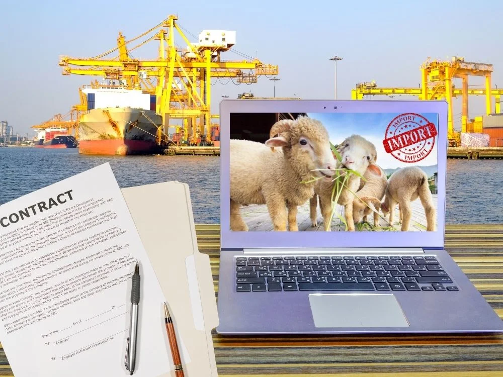 الوثائق المطلوبة عند استيراد المواشي في السعودية الوثائق المطلوبة عند استيراد المواشي في السعودية