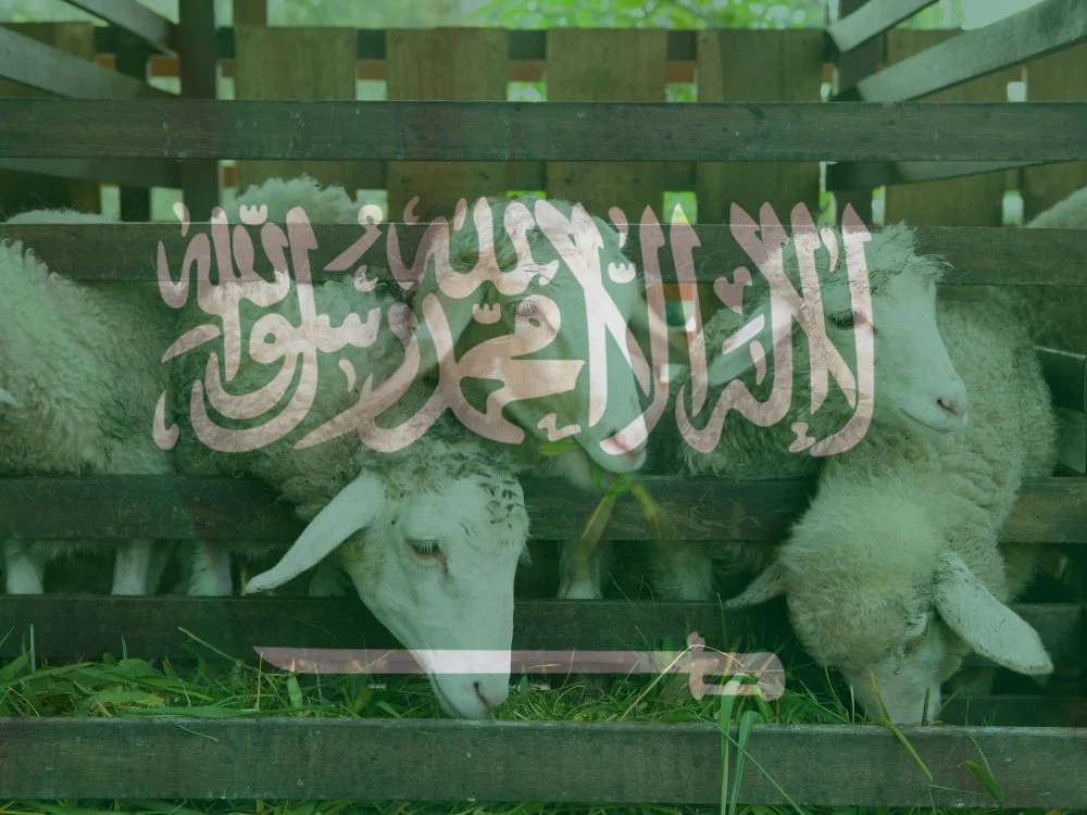 تجارة الاغنام في السعودية تجارة الاغنام في السعودية
